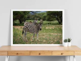 Simulazione - Le Zebre Curiose