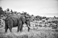 L'Elefante Solitario