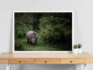 Simulazione - The White Rhino