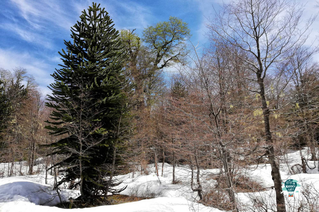 Araucaria - Santuario El Cañi