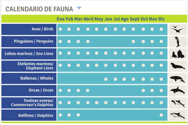 Calendario-di-Fauna---Penisola-Valdes