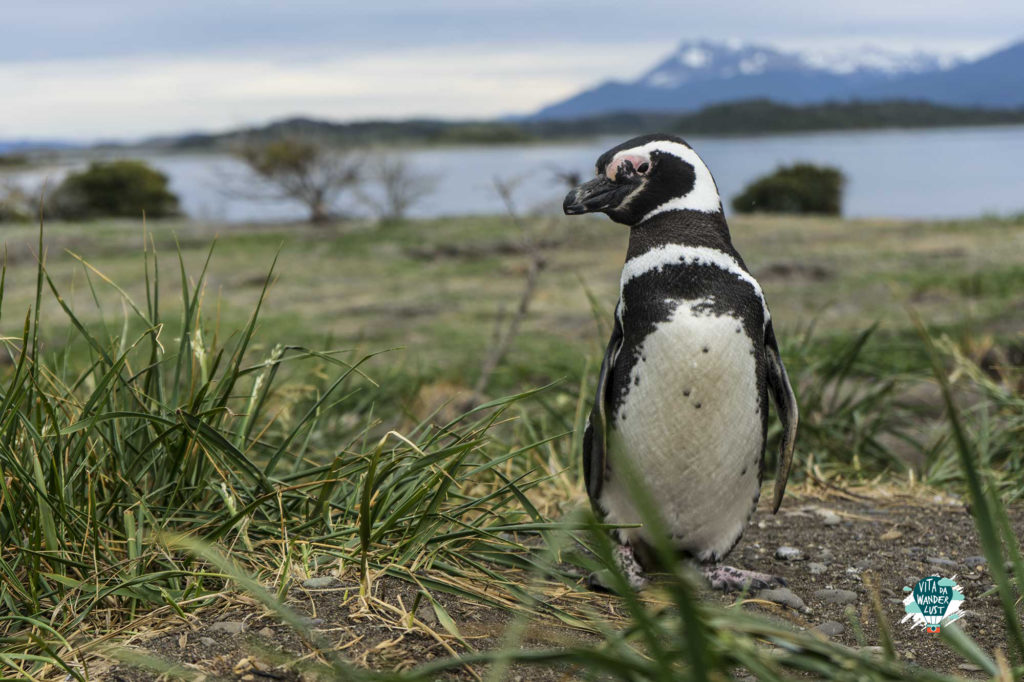 Pinguino di Magellano