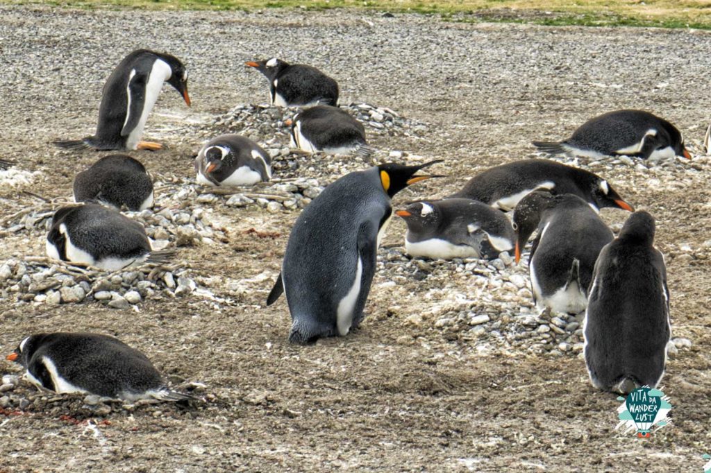 Pinguino-Reale e Papua