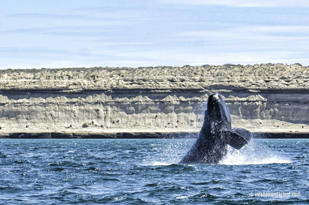 Balena Franca Austral