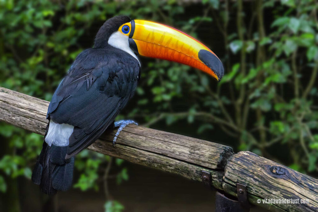 Tucano, Parque Das Aves - Vita da Wanderlust