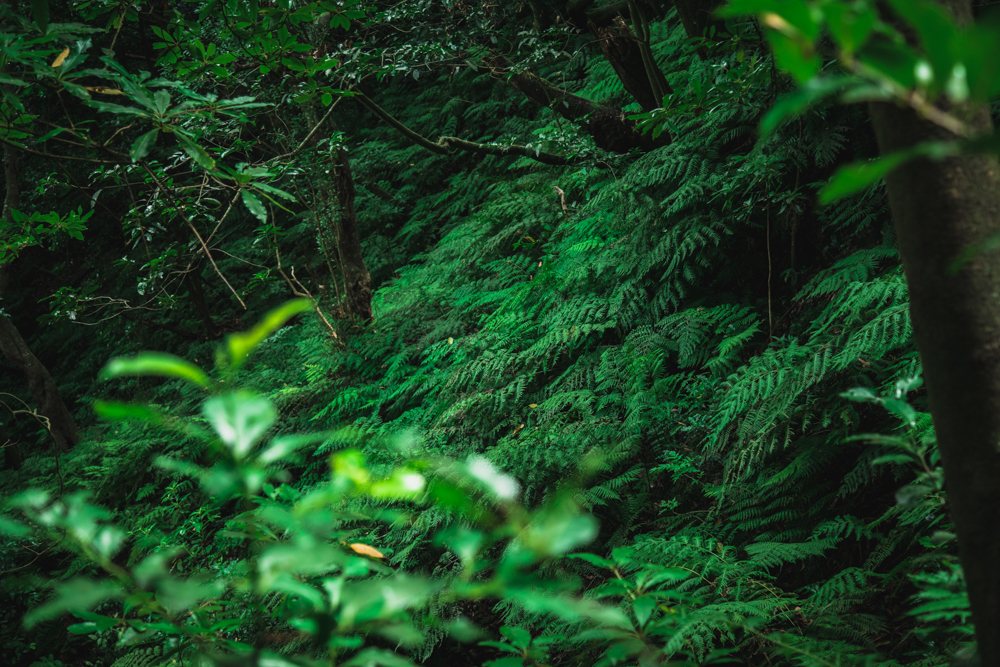 Felci - Levada do Rei