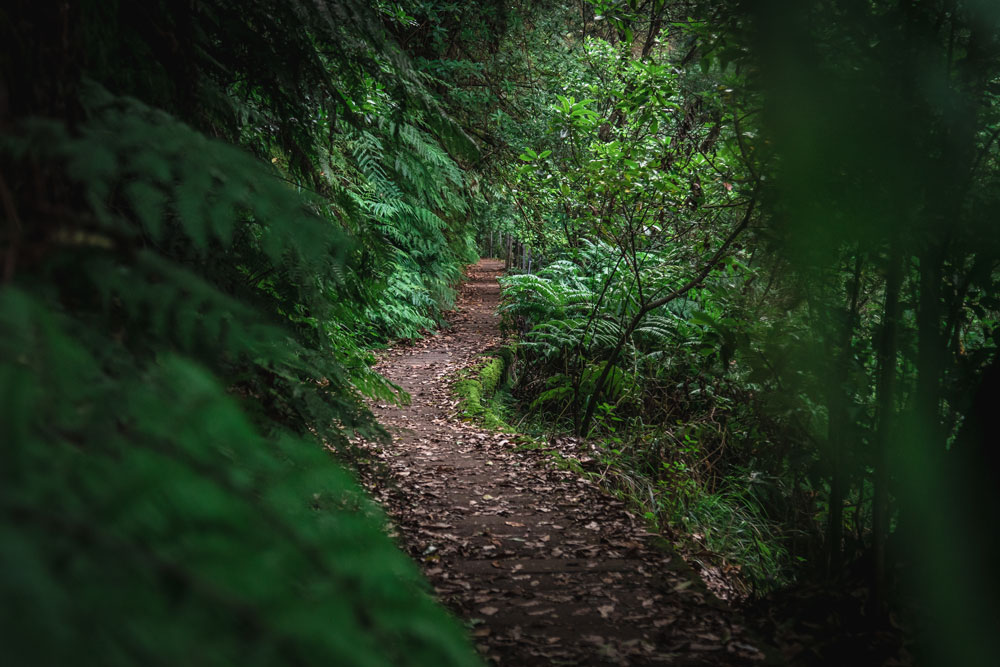 Sentiero Levada Fajã do Rodrigues (PR16)