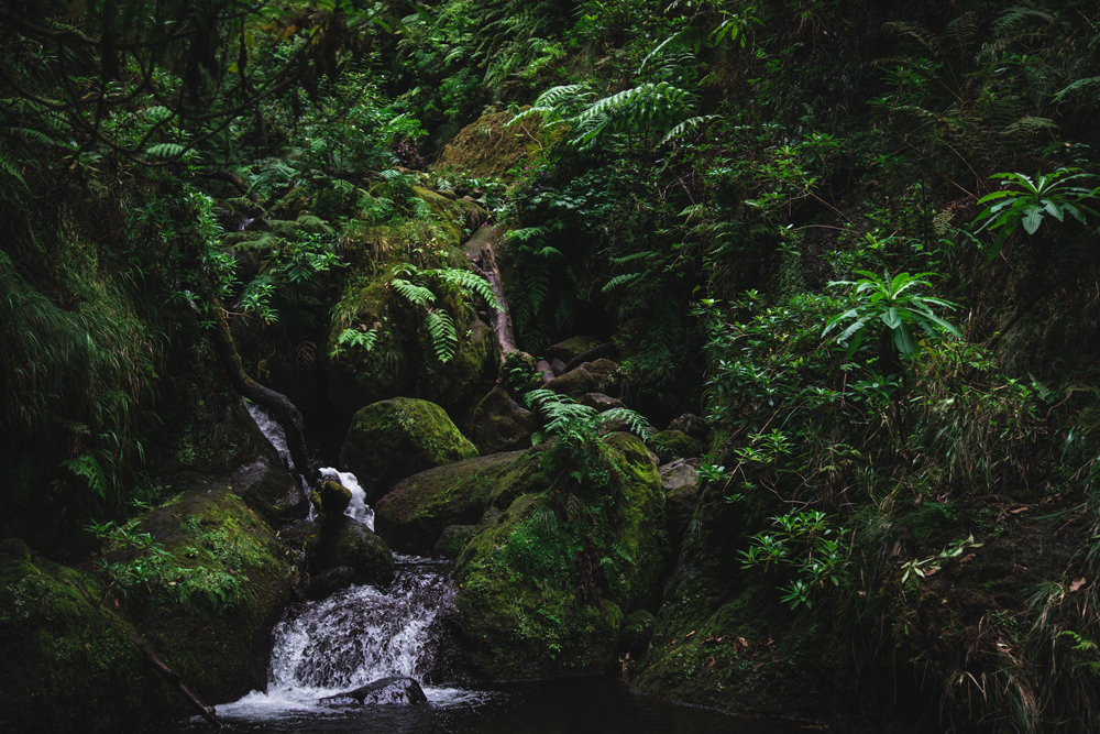 Parte finale del sentiero della Levada Fajã do Rodrigues (PR16)