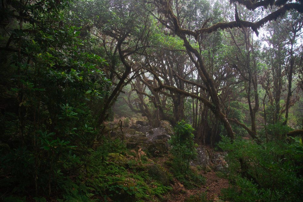 Parte della foresta - Vereda do Fanal