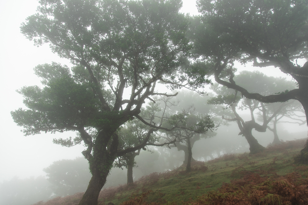 La Foresta di Fanal