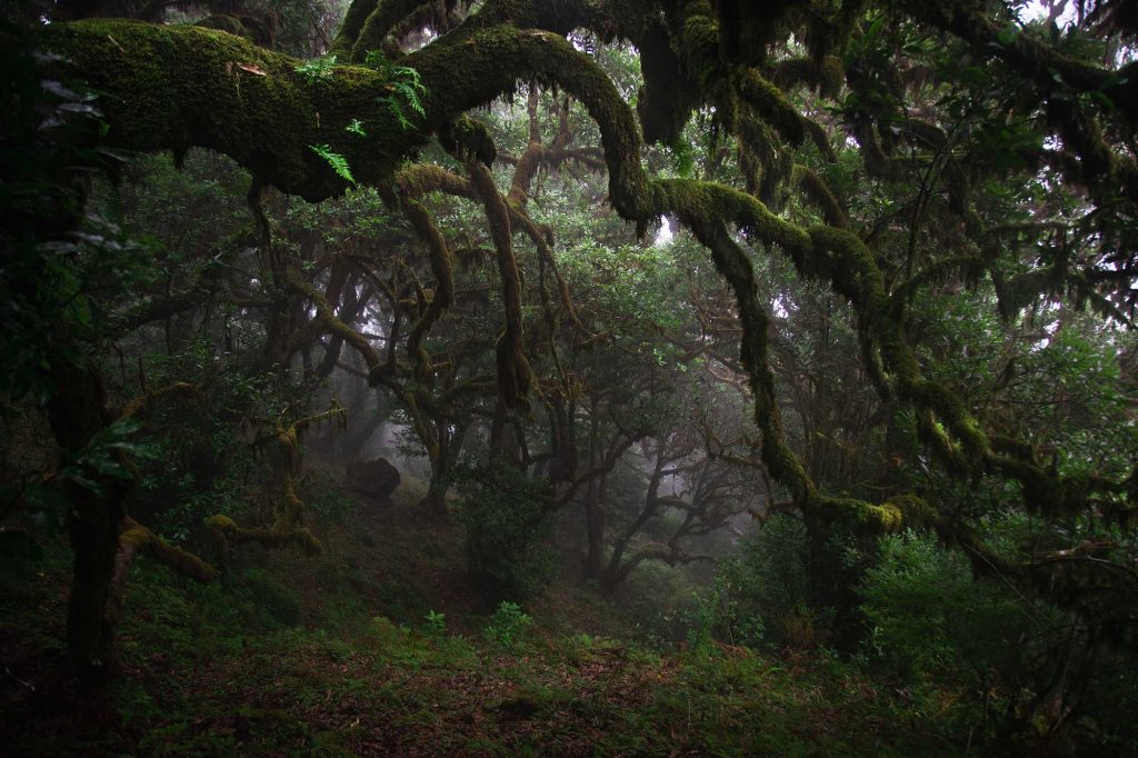Cammini imperdibili di Madeira - Vereda do Fanal