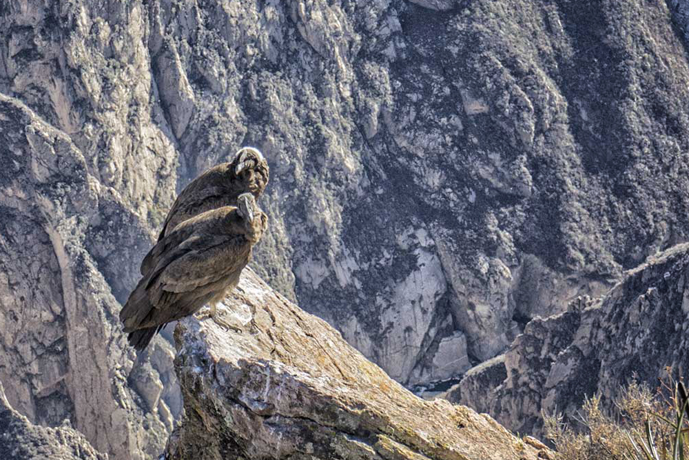 Cruz del Condor - Coppia di giovani condor