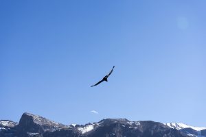 Cruz del Condor - Condor adulto in volo