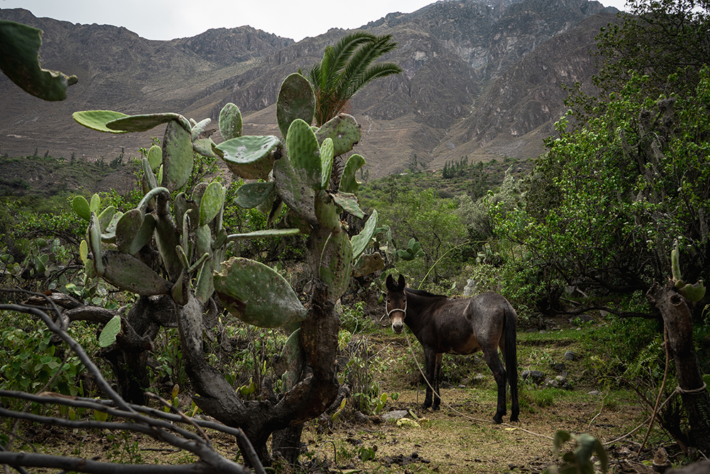 Trekking al Canyon del Colca - Cactus e mula 