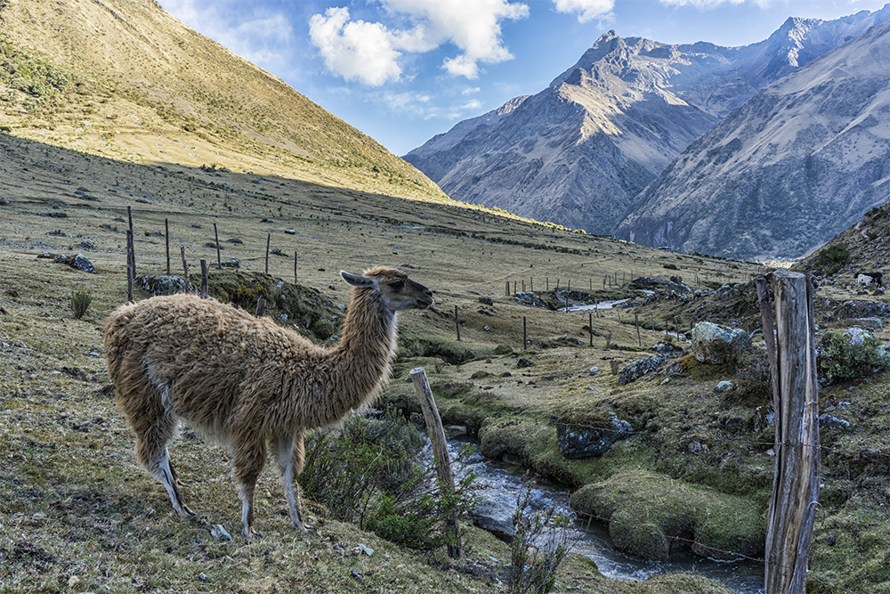 Salkantay-Trek - Lama