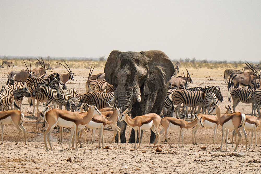 Wildlife Namibia - Foto @cognatintrip