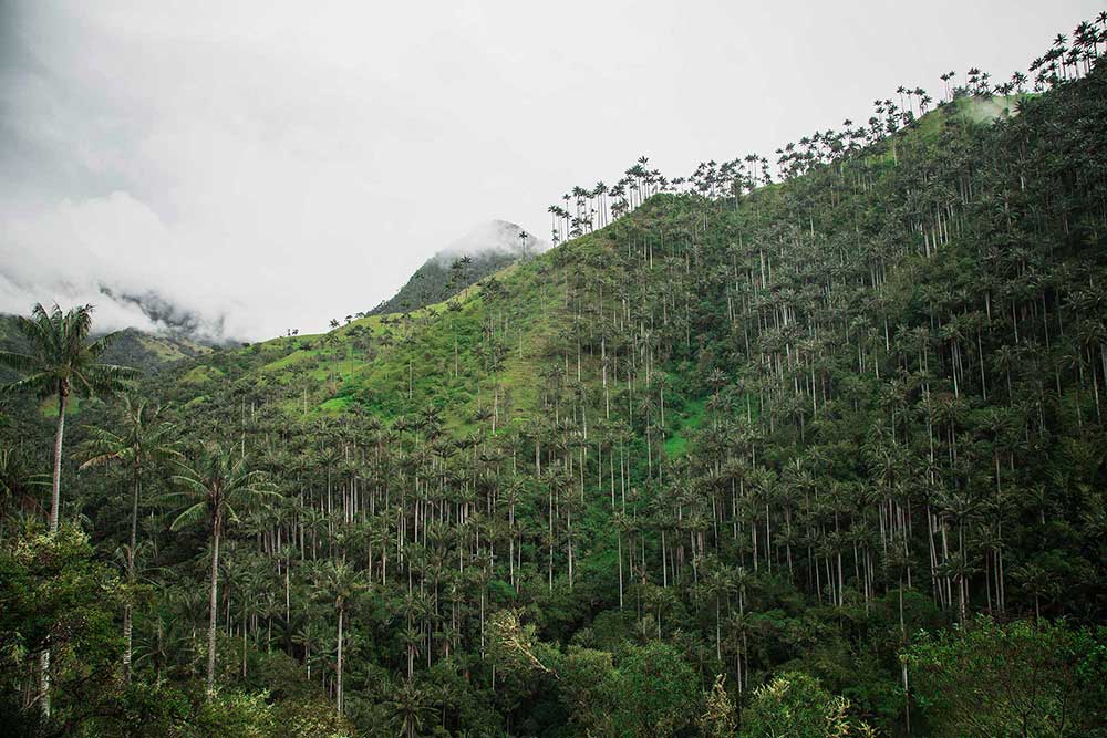 Salento Colombia - La Carbonera