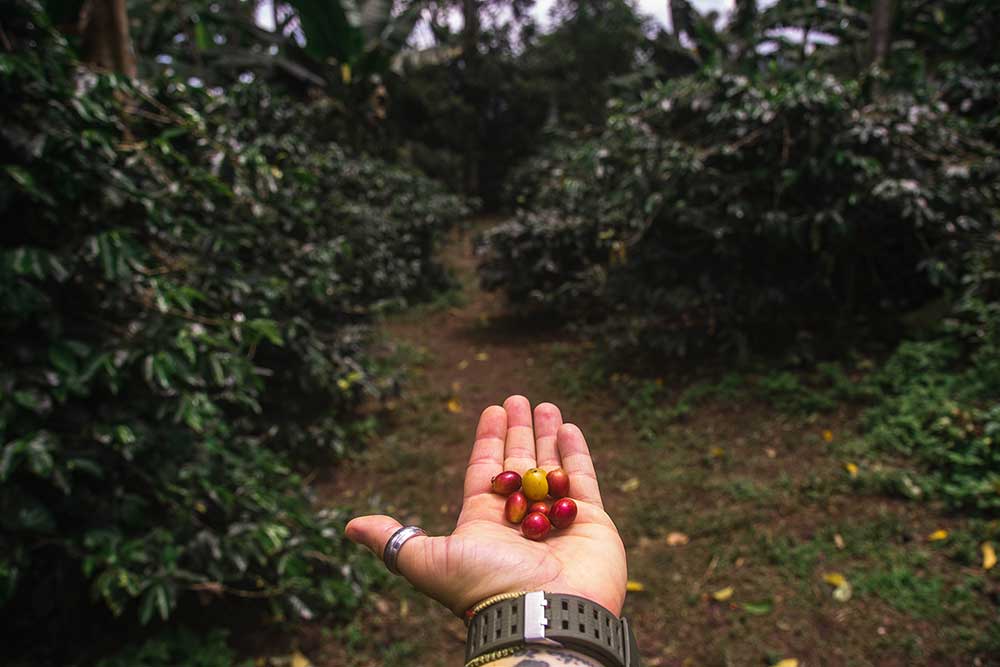 Salento Colombia - Finca di Caffe