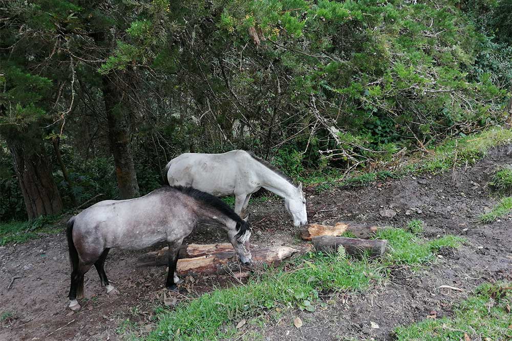 Salento Colombia - Tour a cavallo