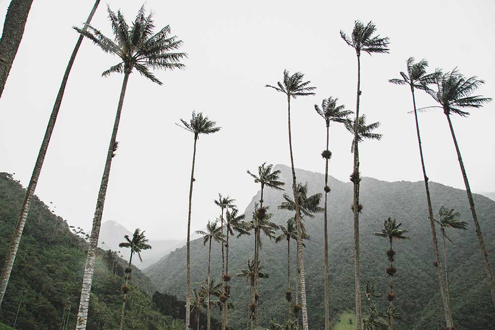 Valle-de-Cocora-secondo-mirador