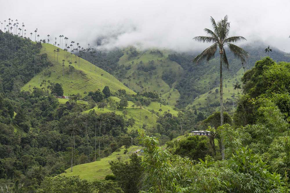 Valle de Cocora