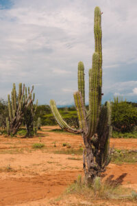 Cactus - Desierto de la Tatacoa