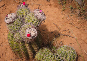 Cactus - Desierto de la Tatacoa