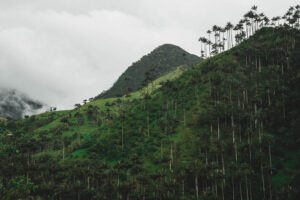 El Bosque de la Carbonera - Tolima