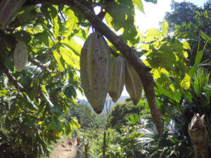 Frutto di cacao