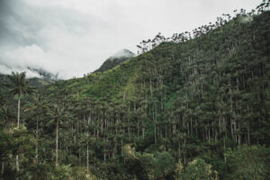 La Carbonera - Il bosco di palme