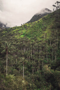 La Carbonera - Il bosco di palme da cera