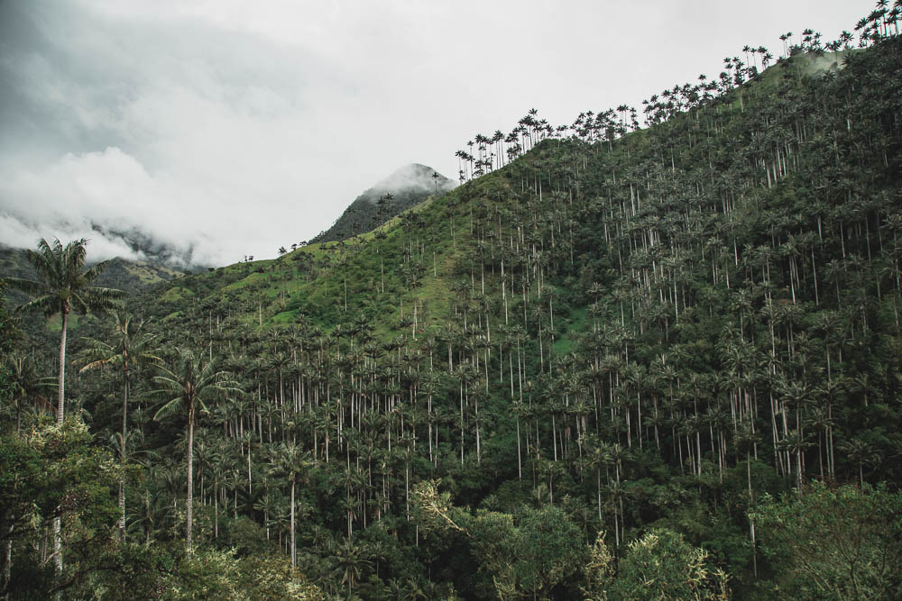 La Carbonera - Il bosco di palme