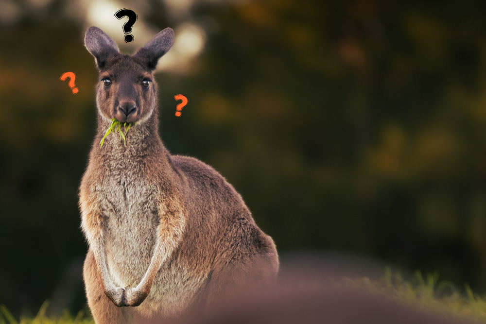 Borsa-di-Studio-in-Australia-Canguro