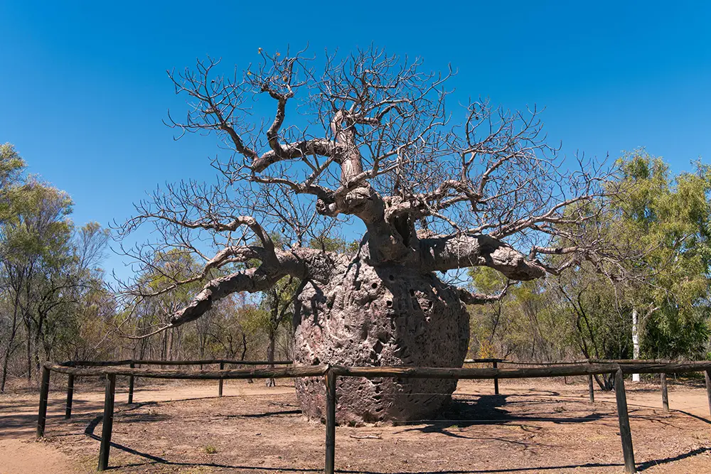 Boab Prison Tree