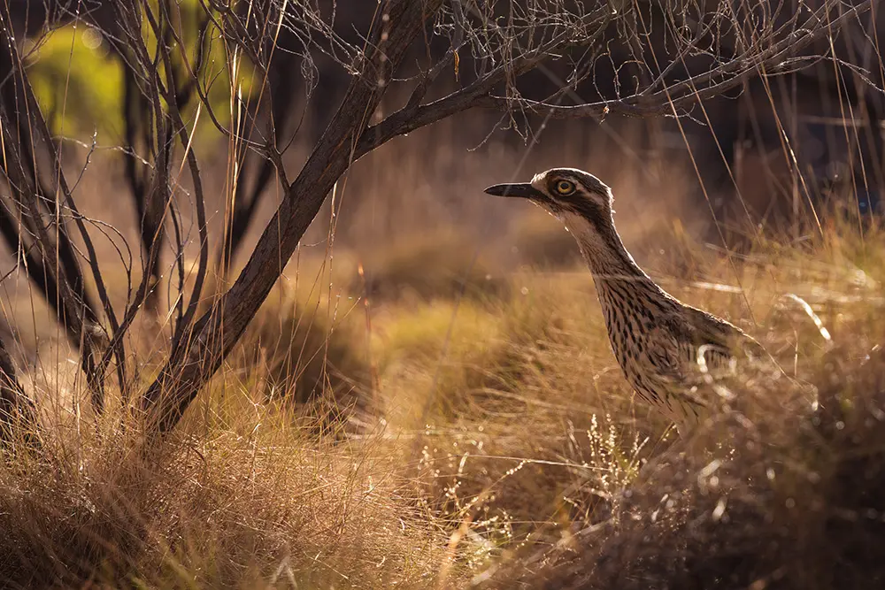 Purnululu National Park - Occhione boscaiolo australiano o Chiurlo di Bush