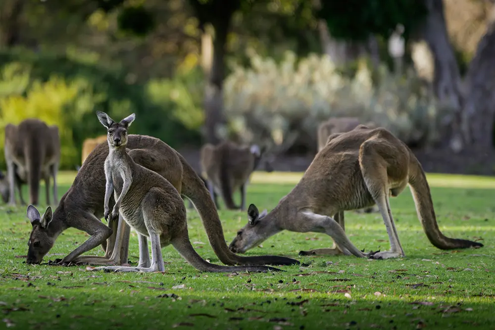 Come organizzare un viaggio in Western Australia (4)