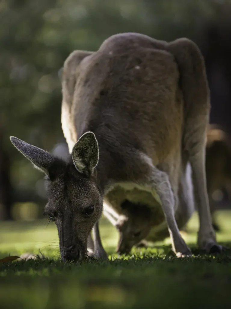 Conto bancario in Australia - Canguro