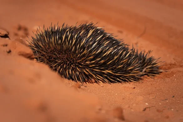 Francois Peron National Park – Riccio Francois Peron National Park - Riccio