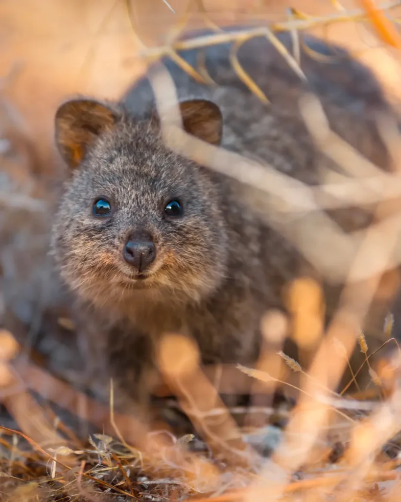 Itinerario in Western Australia - Quokka a Rottnest Island