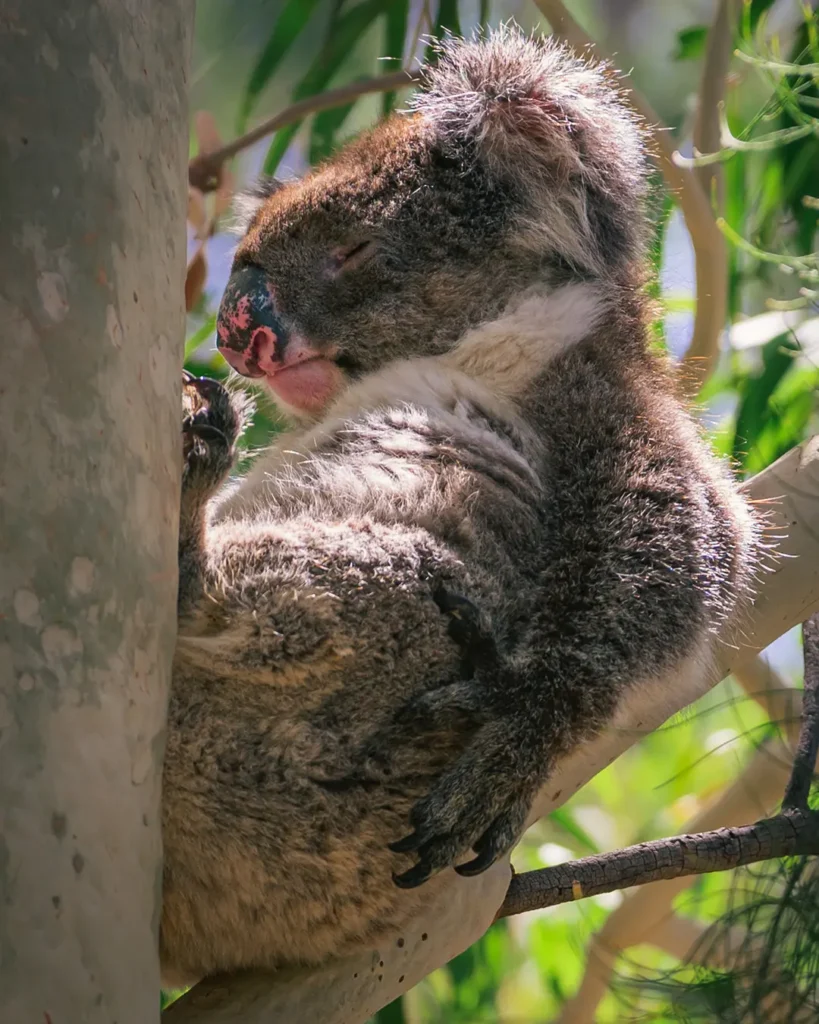 Itinerario in Western Australia - Yanchep National Park - Koala