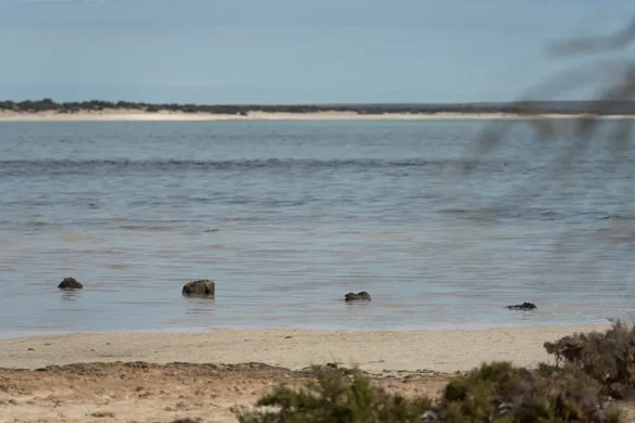 Shark Bay – Stromatoliti a Hamelin Pool Shark Bay - Stromatoliti a Hamelin Pool