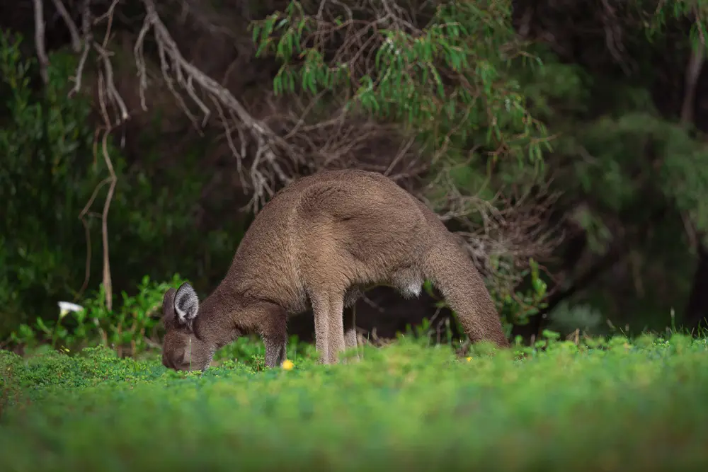 Tax Return Australia - Canguro