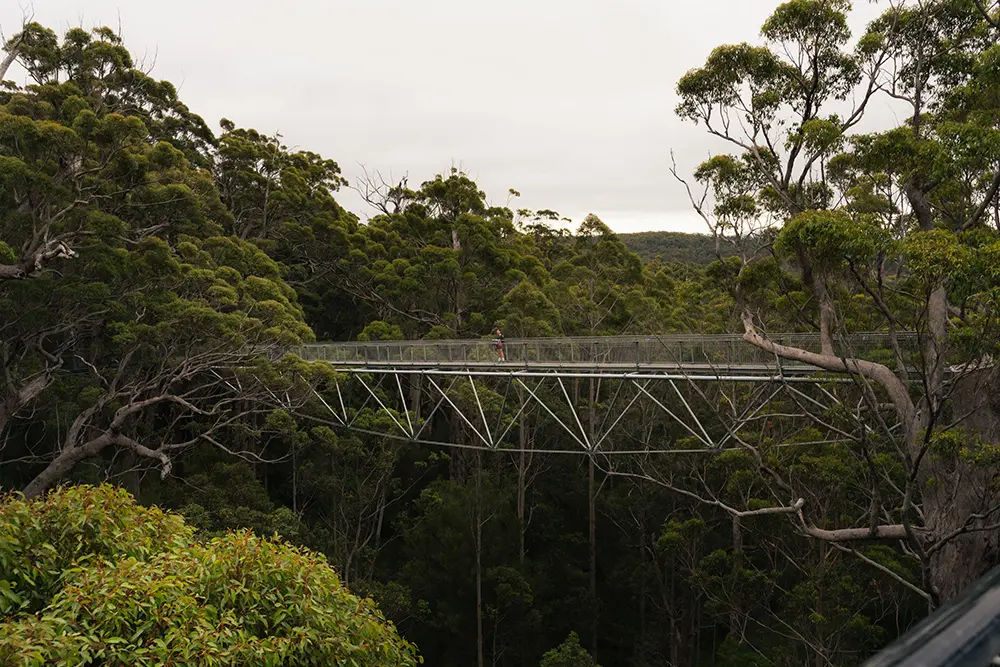 Valley of the Giants Tree Top Walk - Parchi nazionali del Western Australia