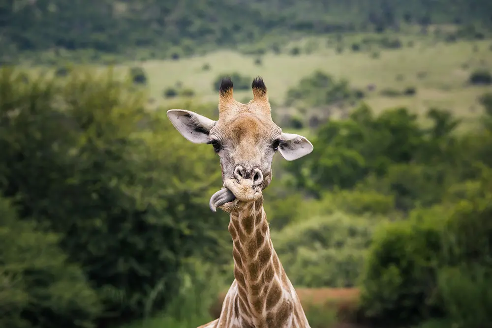 Volontariato con gli animali - Giraffa