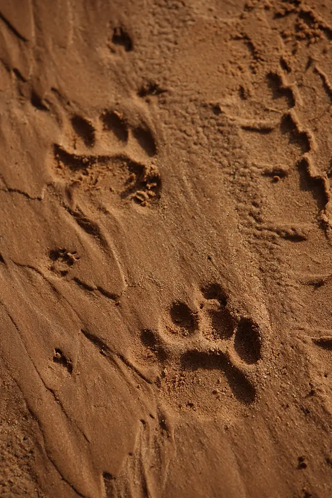 Volontariato con gli animali - Impronte di predatori