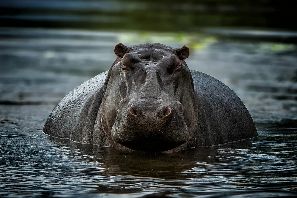 Volontariato con gli animali - Ippopotamo