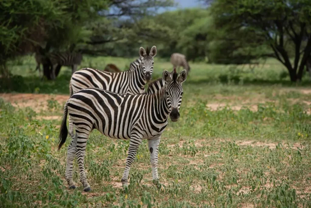Volontariato con gli animali - Zebre