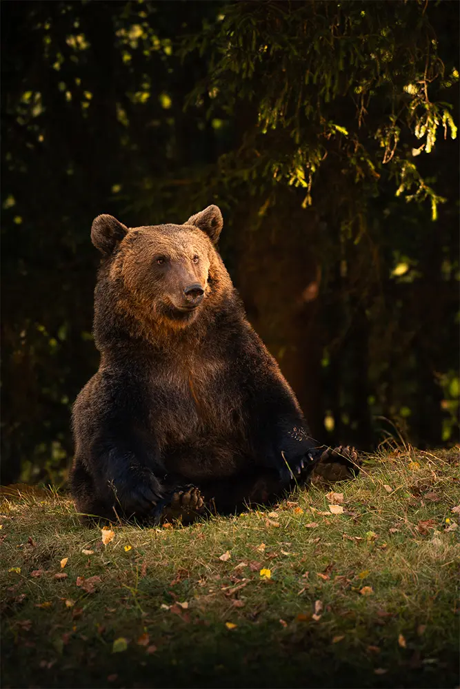 Animali selvatici - Orso Bruno in Romania