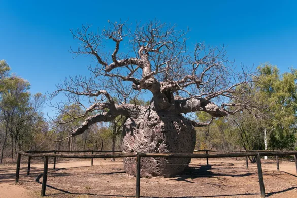 Boab Prison Tree Boab Prison Tree