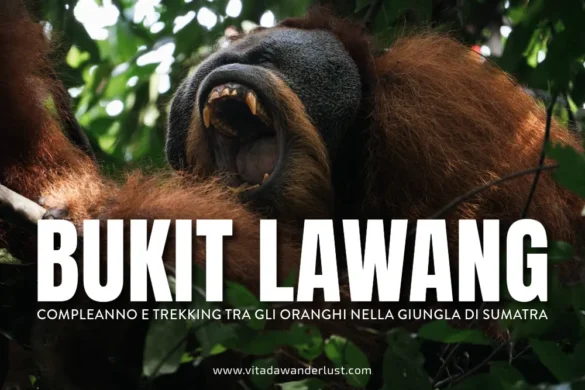 Bukit Lawang